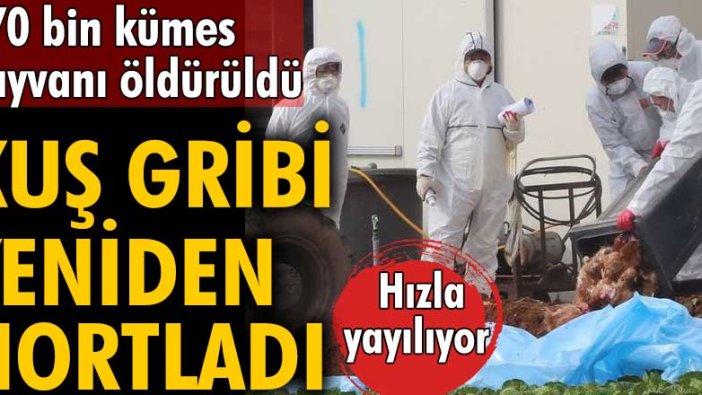 770 bin kümes hayvanı öldürüldü! Avrupa ve Asya'da kuş gribi alarmı