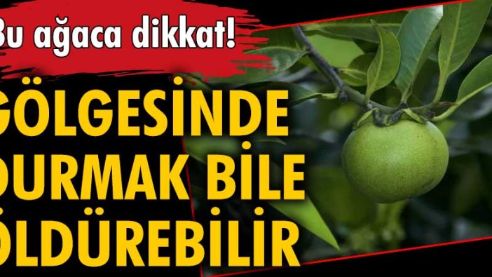 İşte dünyanın en ölümcül ağacı! Dumanını solumak kör edebilir...