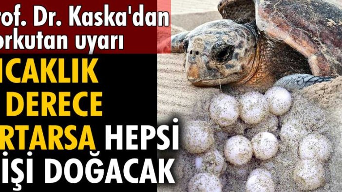 Prof. Dr. Yakup Kaska'dan korkutan uyarı: Sıcaklık 1 derece artarsa caretta carettaların hepsi dişi doğacak