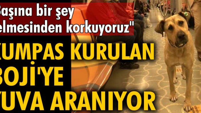 Kumpas kurulan Boji'ye yuva aranıyor