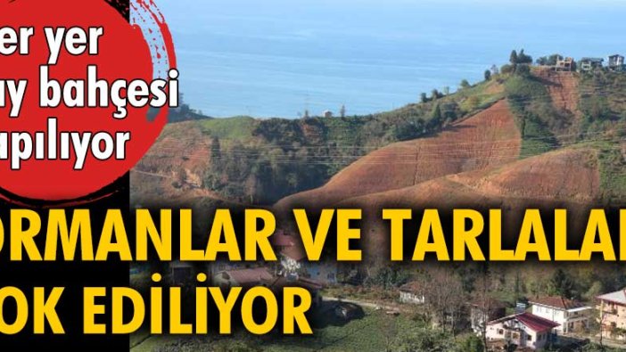 Rize, Trabzon, Artvin ve Giresun'da ormanlar ve tarlalar kayıt dışı çay bahçelerine dönüştürülüyor!