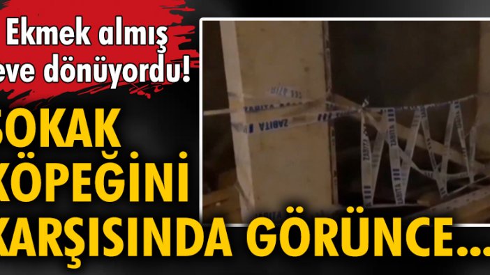 Ekmek almış eve dönüyordu! Sokak köpeğini karşısında görünce...