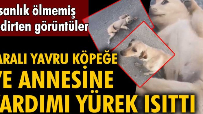 İnsanlık ölmemiş dedirten görüntüler! Yaralı yavru köpeğe ve annesine yardımı yürek ısıttı