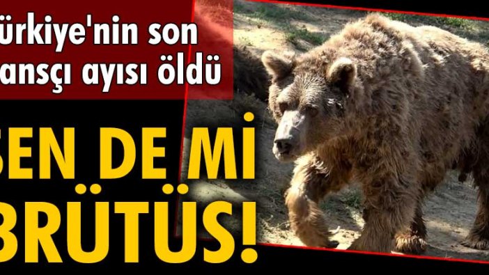 Son dansçı ayı Brütüs 37 yaşında öldü