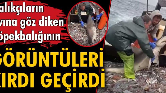 Balıkçıların avına göz diken köpekbalığı görenleri kırdı geçirdi