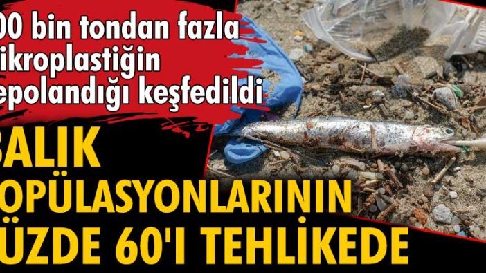 Balık popülasyonlarının yüzde 60'ı tehlikede