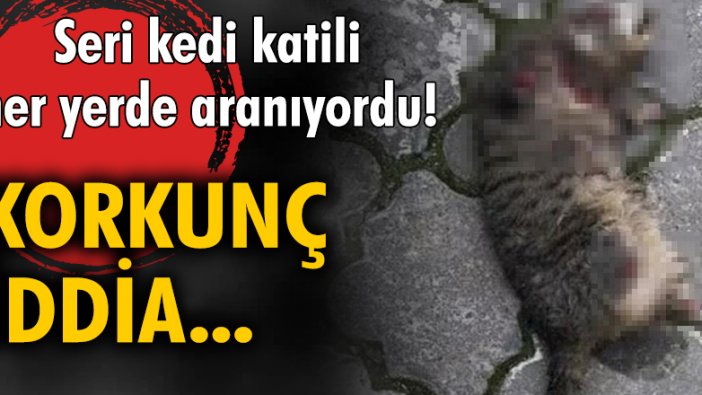 Seri kedi katili her yerde aranıyordu! Korkunç iddia...