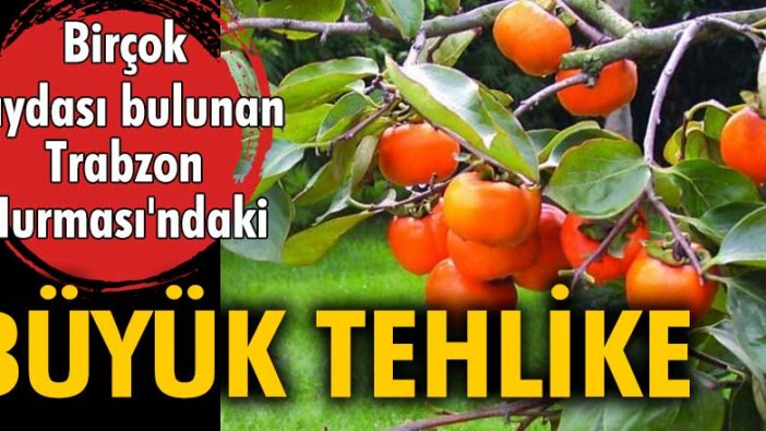 Trabzon Hurması'ndaki büyük tehlike