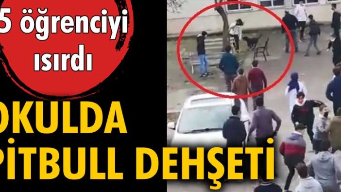 Kocaeli'de bir lisenin bahçesine giren pitbull cinsi köpek 5 öğrenciyi ısırdı