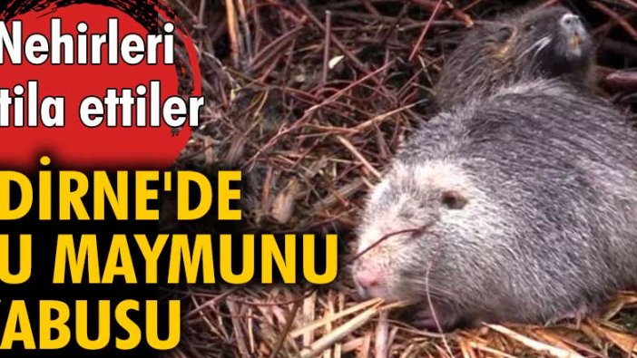 Su maymunları Edirne'deki nehirleri istila etti