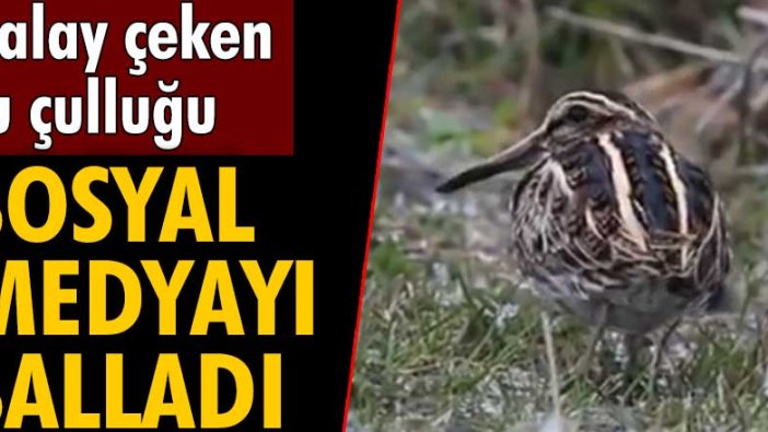 Kırklareli'de halay çeken su çulluğu sosyal medyayı salladı