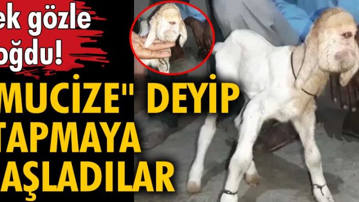 Hindistan'da keçi tek gözle doğdu! 