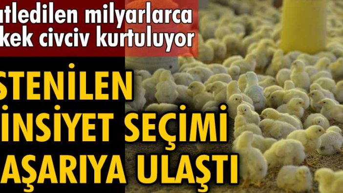 Katledilen milyarlarca erkek civciv kurtuluyor! Genetik 'cinsiyet seçimi' başarıya ulaştı