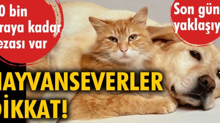 Hayvanseverler dikkat! Son gün yaklaşıyor