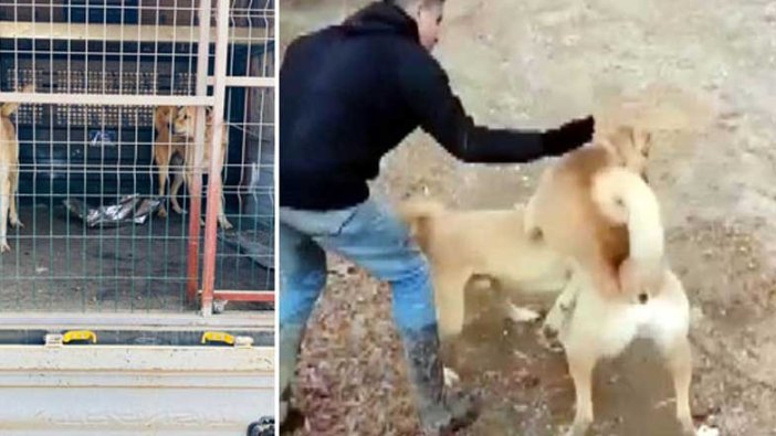 Kahramanmaraş'ta köpek dövüştüren şüphelilere ceza!