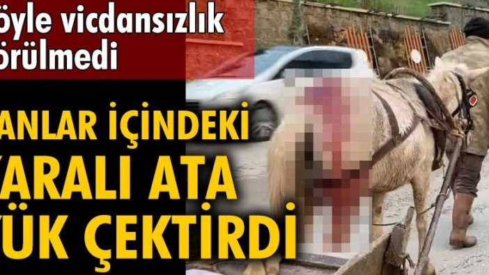 Böyle vicdansızlık görülmedi! Edirne'de kanlar içindeki yaralı ata yük çektirdi