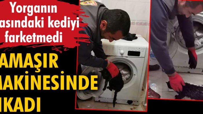 Yorganın arasındaki kediyi farketmedi. Çamaşır makinesinde yıkadı