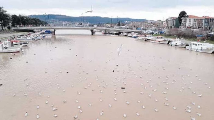 Çanakkale'nin ortasından geçen Sarıçay'da zehir akıyor!