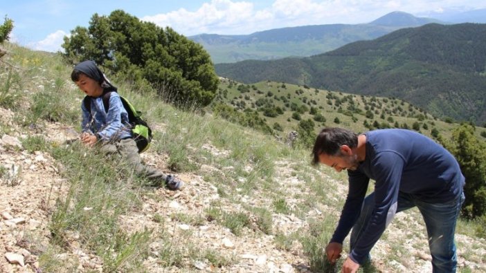 'Çaşır' otunda şifa arıyorlar