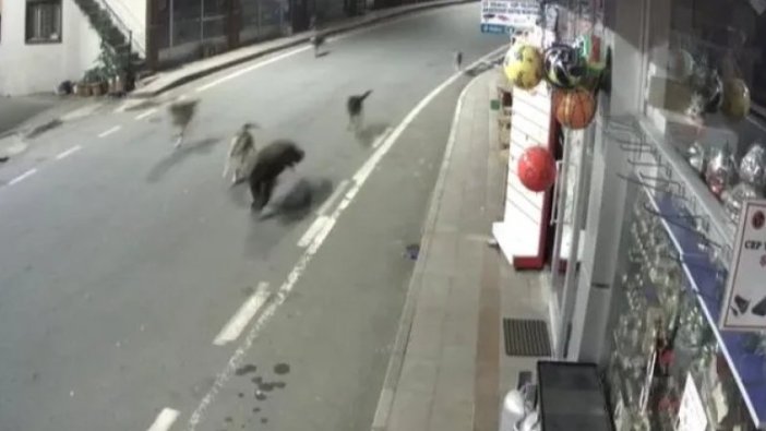 Sokak köpekleri, ilçe merkezine inen ayıyı kovaladı