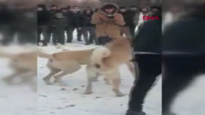 Ormanda köpek dövüştüren 4 kişiye gözaltı