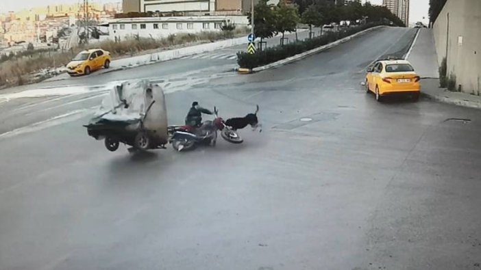 Esenyurt'ta koşan köpek motosikletle çarpıştı