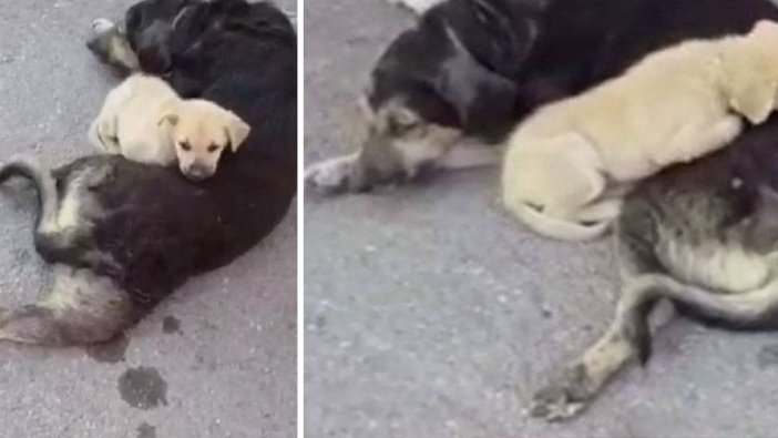 Bartın'da yaralanan köpeğin yavrusu yanından ayrılmadı