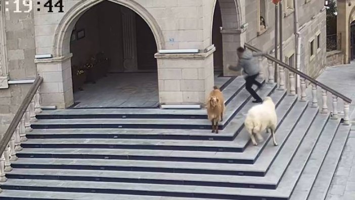 Koyunlar belediye binasını bastı!