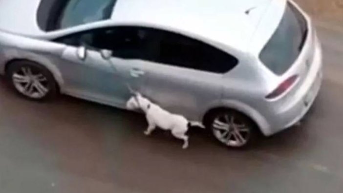 Antalya'da köpeğe işkence eden adamın savunması şoke etti