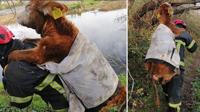 Ordu'da balçığa saplanan dana böyle kurtarıldı!