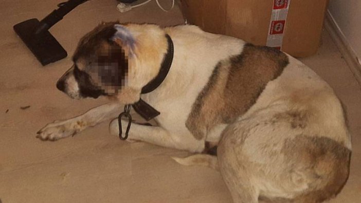 İznik'te kulakları kesilen köpek, zincirden kurtulup ilk sahibine gitti