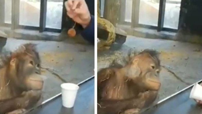 Bardağı boş gören orangutan öyle bir şey yaptı ki...