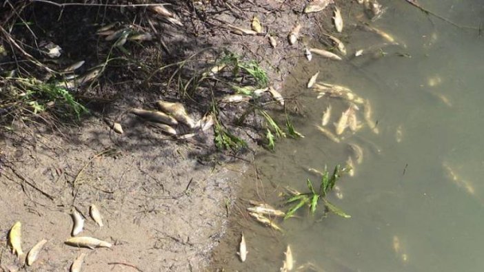 Ceyhan Nehri'nde balık ölümleri görülüyor