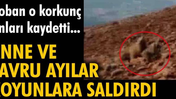 Anne ve yavru ayılar koyunlara saldırdı. Çoban o anları kaydetti