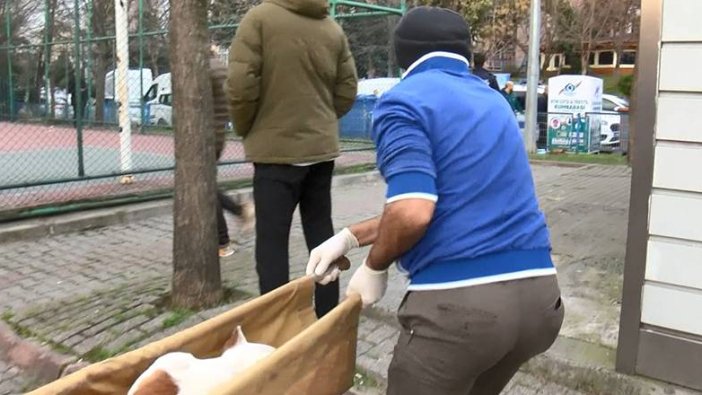 Sultangazi'de basketbol oynayanlara pitbull saldırısı