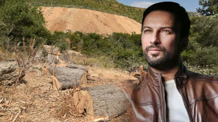 Tarkan'dan 'zeytinlik' tepkisi:  Ülkemizin doğası olmuş rant rüyası