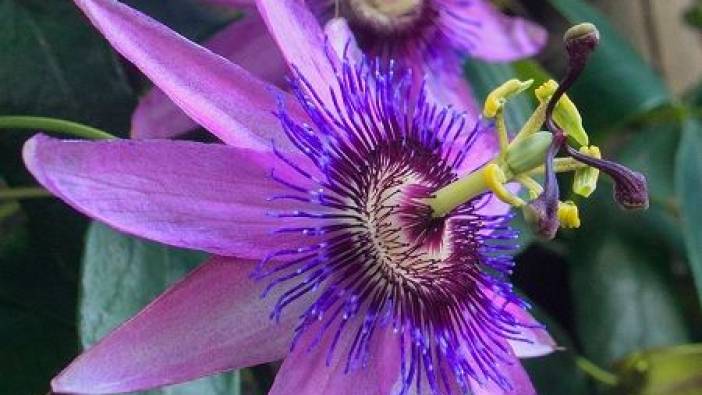 Mucize çiçek Passiflora... Hem ağrı kesici hem cinsel gücü arttırıyor