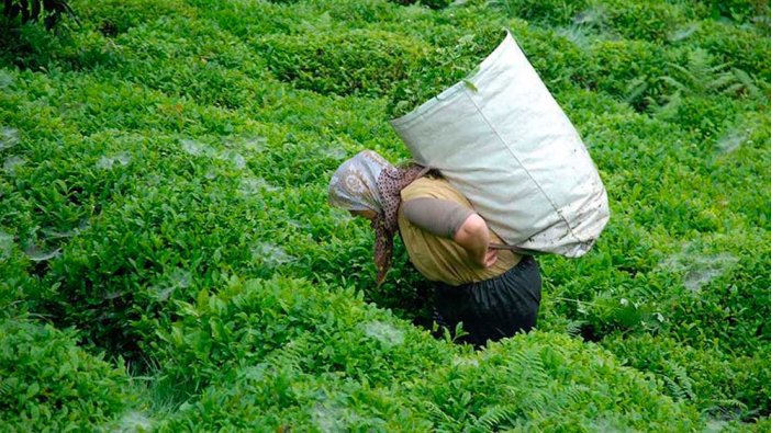 Yaş çay alım fiyatı açıklandı