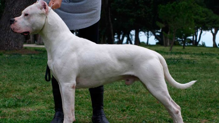 Dogo Argentino cinsi köpekler için Danıştay karar verdi!