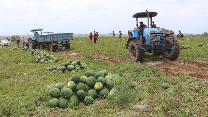 Adana karpuzunda hasat gecikmeli de olsa başladı