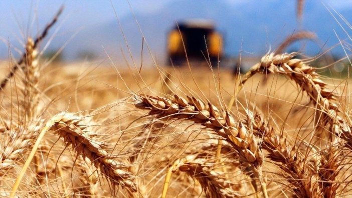Buğday alarmı devam ediyor! Üretimi düşebilir...