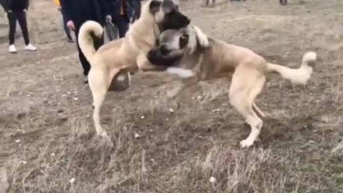 Köpekleri dövüştürüp, sosyal medyada yorumladılar