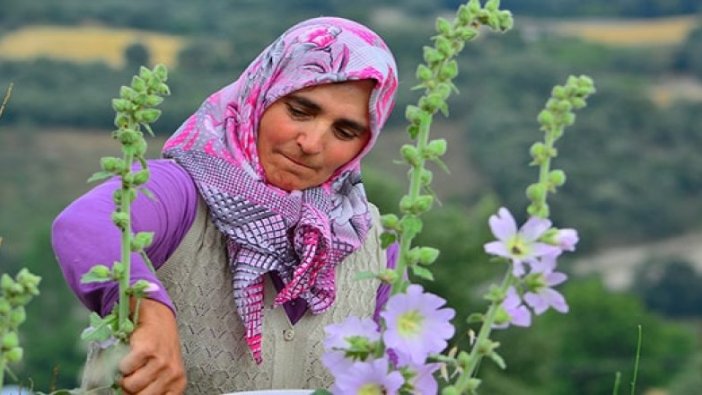 Bir çok hastalığa şifa olan hatmi çiçeği