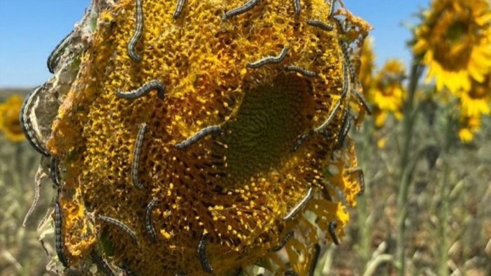 Ayçiçek yağında tırtıl faciası! Fiyatlar el yakacak