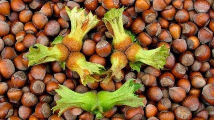 TMO resmen duyurdu: Fındık alım fiyatları açıklandı