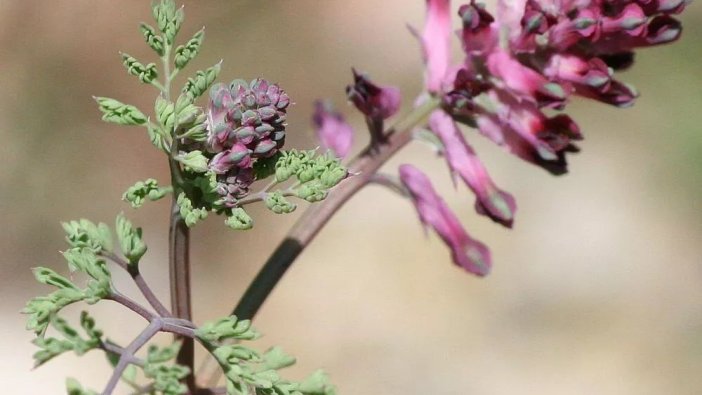 Şahtere otu karaciğeri yeniliyor