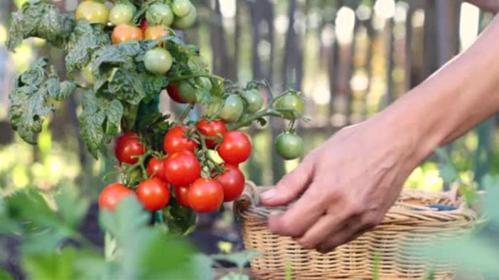 TZOB açıkladı üretici ile market arasındaki fiyat farkı 3,5 kat