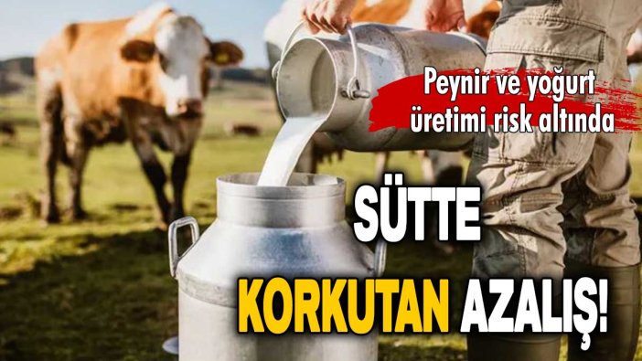 Sektör kan ağlıyor: İnek sütü miktarı azaldı!