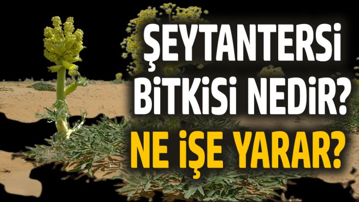 Şeytantersi Bitkisi nedir? Faydaları nelerdir?