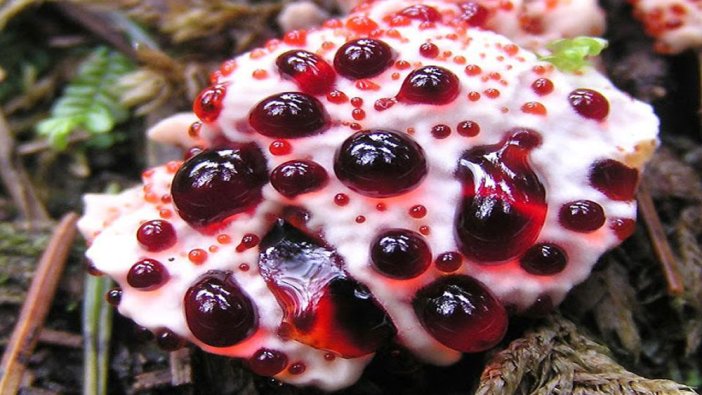 Kanayan Diş Mantarı (Hydnellum peckii) nedir? Ne işe yarar?